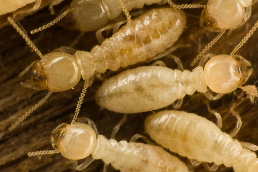Close up image of a cluster of white termites - Prevent termite infestations with SOS Exterminating in Gilbert AZ