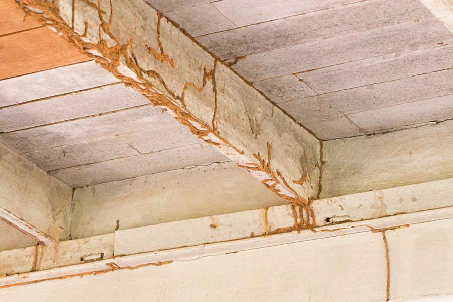 Termite damage to the wooden panels on a ceiling - Prevent termite damage to your home with SOS Exterminating in Gilbert AZ