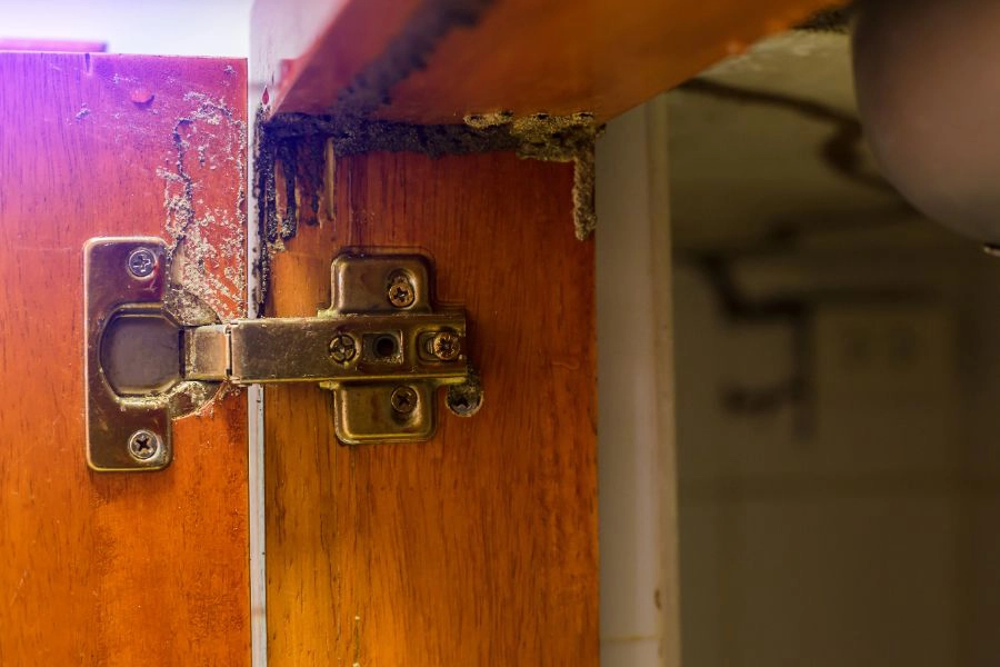 Termite burrow damage to a wooden door in a home - Prevent termite damage to your home with SOS Exterminating in Gilbert AZ