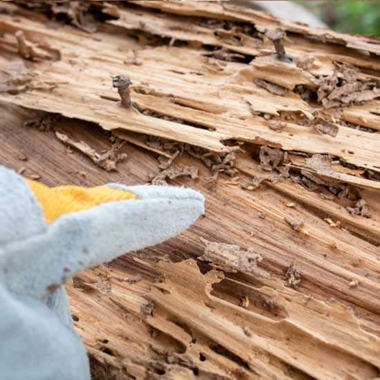 Termite damage to the inside of a tree - Termite removal services with SOS Exterminating in Gilbert AZ