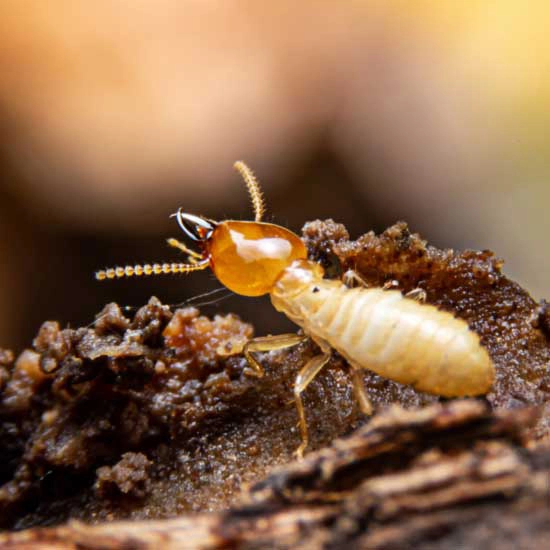 A termite on a piece of wood - Keep termites away from your home with SOS Exterminating in Gilbert AZ