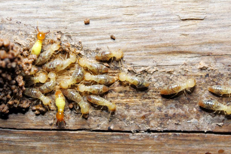 A cluster of termites on a piece of wood - Prevent termite infestation in your home with SOS Exterminating in Gilbert AZ