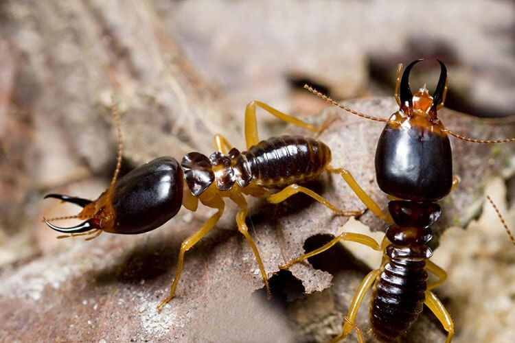 Two black termites crawling on wood - Keep termites away from your home with SOS Exterminating in Gilbert AZ