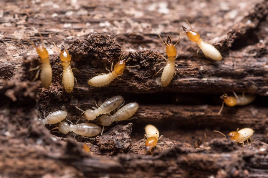 A cluster of termites crawling on a piece of wood - Keep termites away from your home with SOS Exterminating in Gilbert AZ