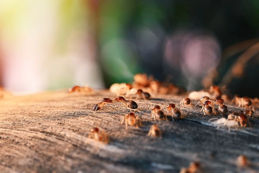 A close up of a cluster of termites crawling on wood - Treat termites in your home with SOS Exterminating in Gilbert AZ