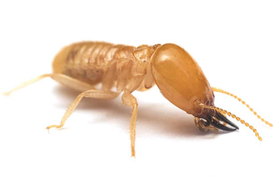 Close up of a termite against a white background - Keep termites away from your home with SOS Exterminating in Gilbert AZ