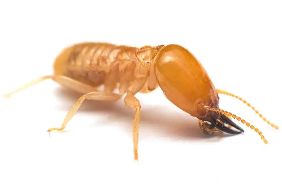 Closeup of a termite with a white background - termite control with SOS Exterminating serving Phoenix Metro & Northern Arizona