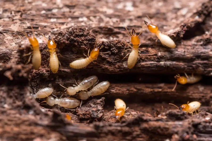 Group of termites crawling over damaged wood - termite prevention with SOS Exterminating serving Phoenix Metro & Northern Arizona