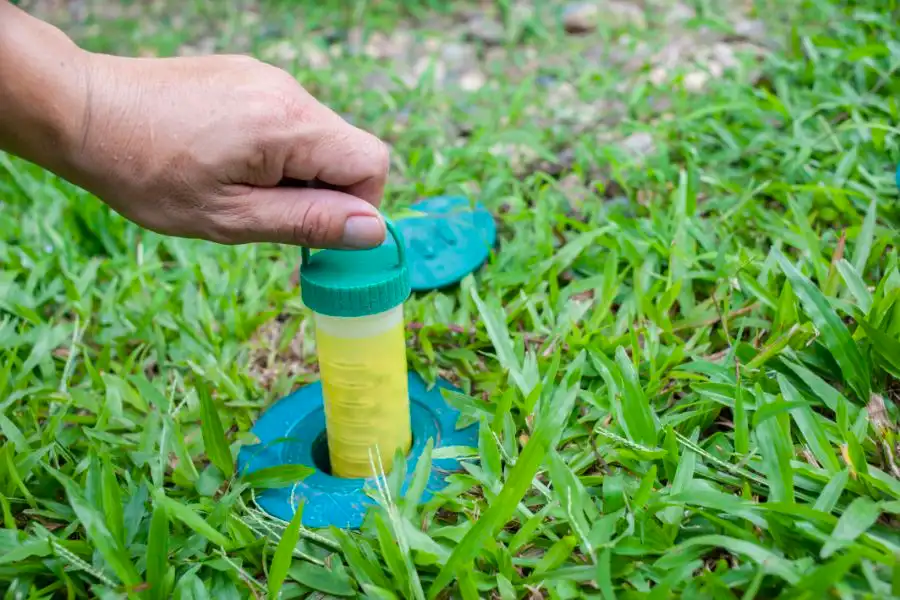 Hand placing a termite trap in the lawn - stop termites before they get to your home with SOS Exterminating serving Phoenix Metro & Northern Arizona