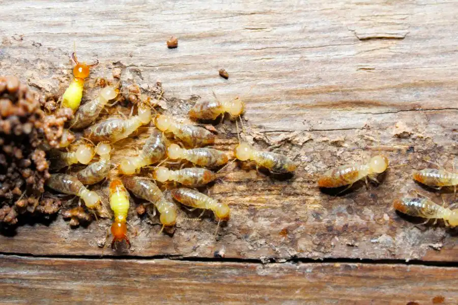 Termites damaging wood - stop termites from invading your home with SOS Exterminating serving Phoenix Metro & Northern Arizona