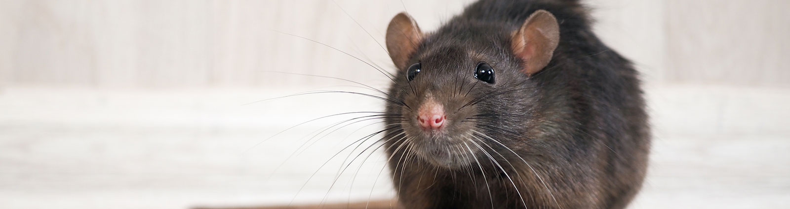 How to Get Rid of Mice, According to Experts