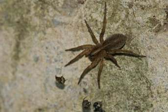 Wolf Spider