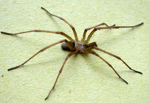 Southern House Spider