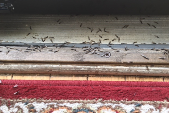 Termites crawling on wood