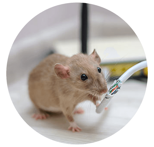 Professional Pest Control and Extermination Services in Gilbert AZ