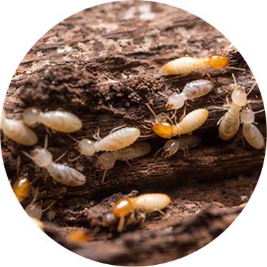 Professional Pest Control and Extermination Services in Gilbert AZ