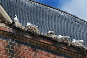 birds nesting in a gutter