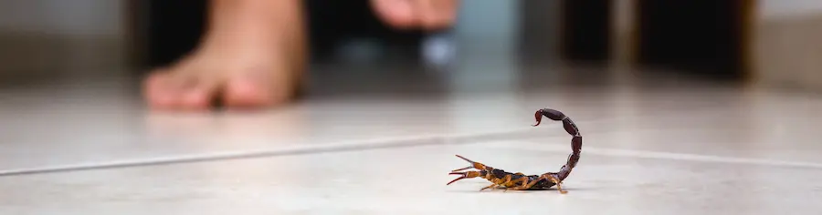 A scorpion crawling along tiles floor in front of a person | SOS Exterminating serving Gilbert, Arizona