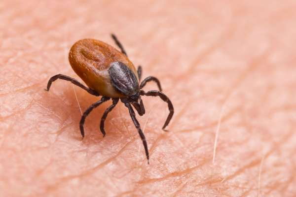 tick on skin