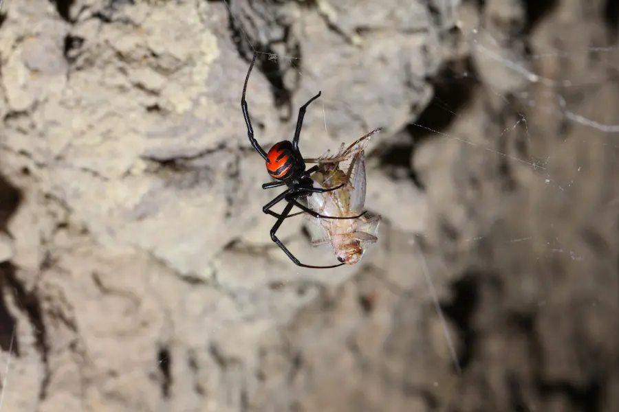 Black widow with it's prey in a webserving Gilbert, Arizona