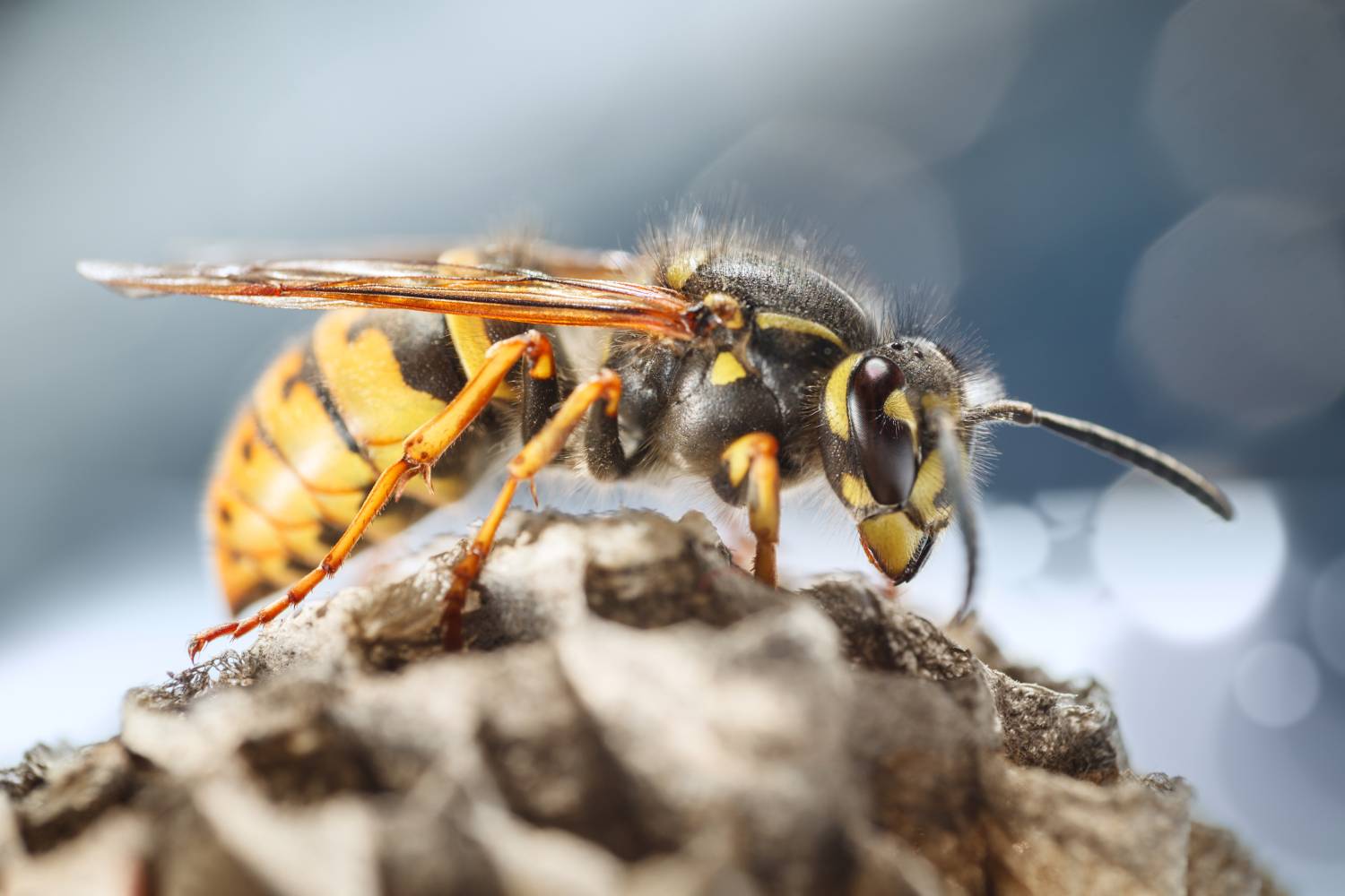 Wasp on the start of a nest