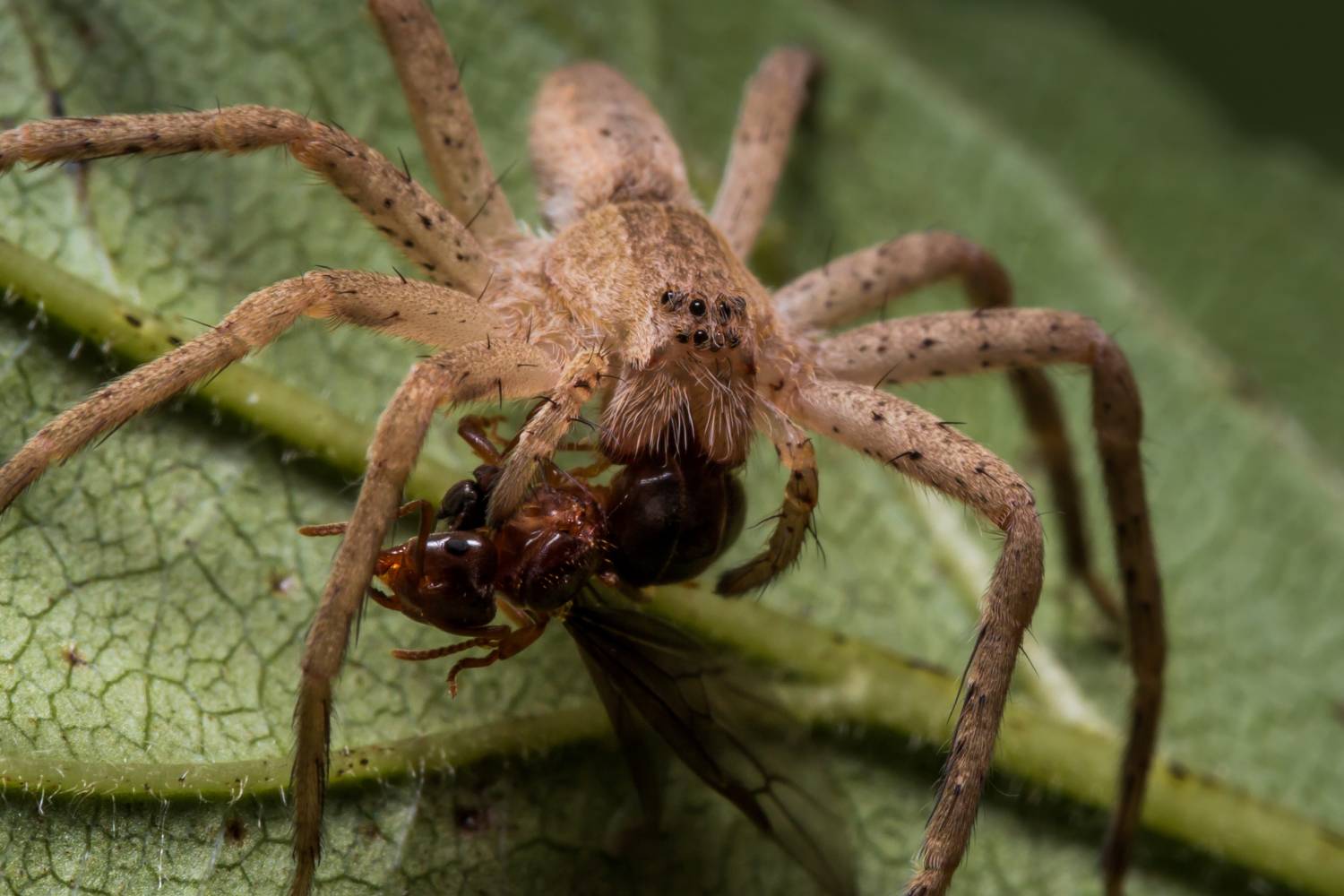 spiders like this are one of many natural predators of ants in arizona