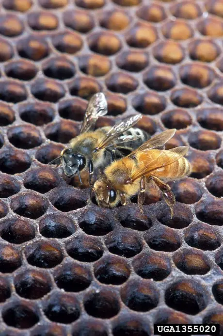 Bees on a piece of honeycomb | SOS Exterminating serving Gilbert, Arizona
