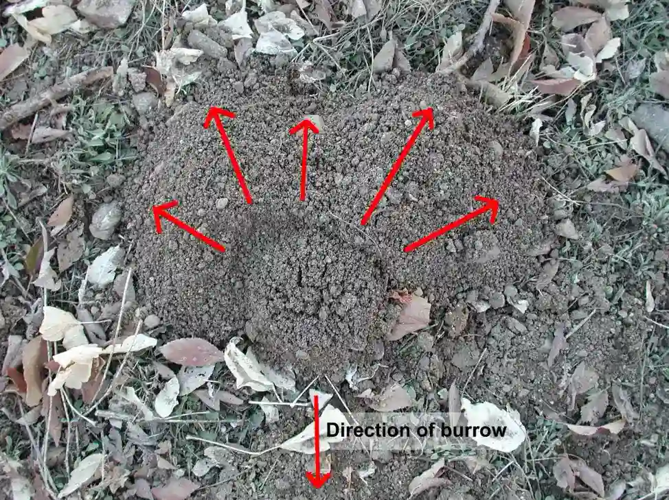 Golfer burrow in the ground | SOS Exterminating serving Gilbert, Arizona