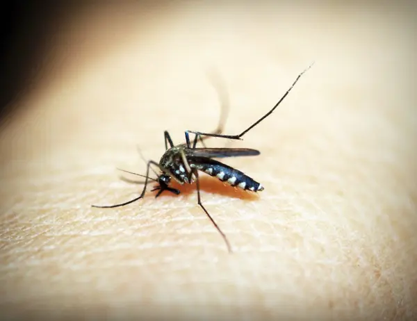 Closeup of a mosquito biting the skin of a person | SOS Exterminating serving Gilbert, Arizona