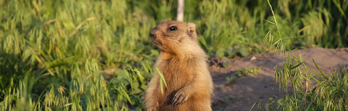 Gopher Control | SOS Exterminating