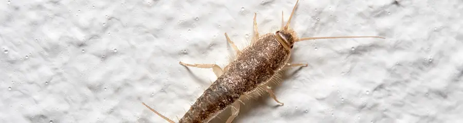 Closeup of a silverfish | SOS Exterminating serving Gilbert, Arizona