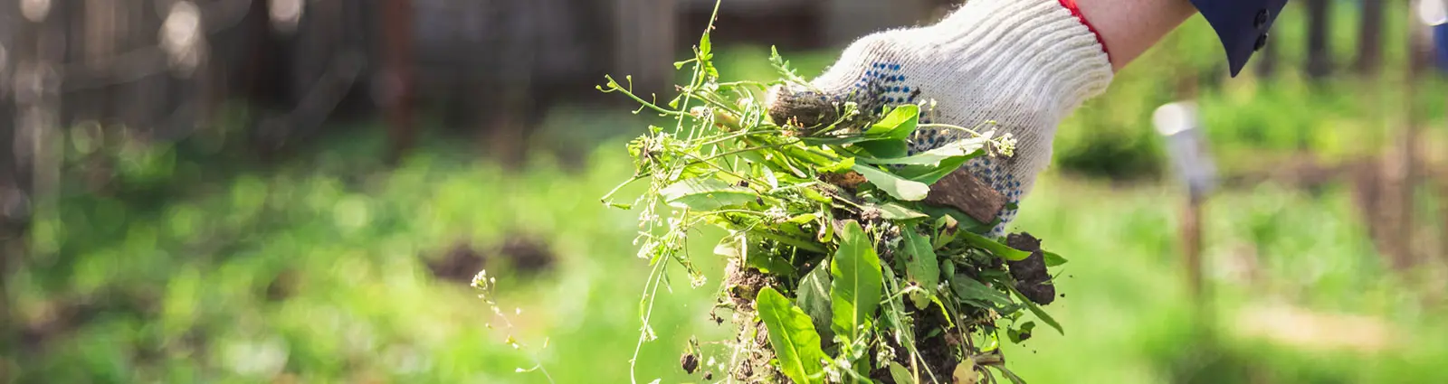 Weed Control | SOS Exterminating