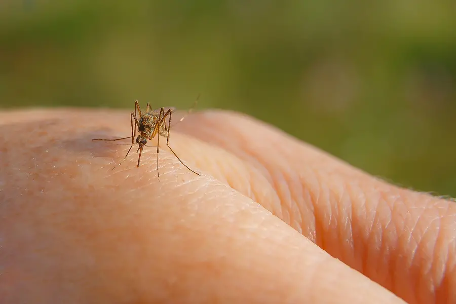 A mosquito biting a human hand. Mosquitoes carry malaria and other dangerous diseases, so it's best to hire a professional mosquito exterminator like SOS Exterminating.