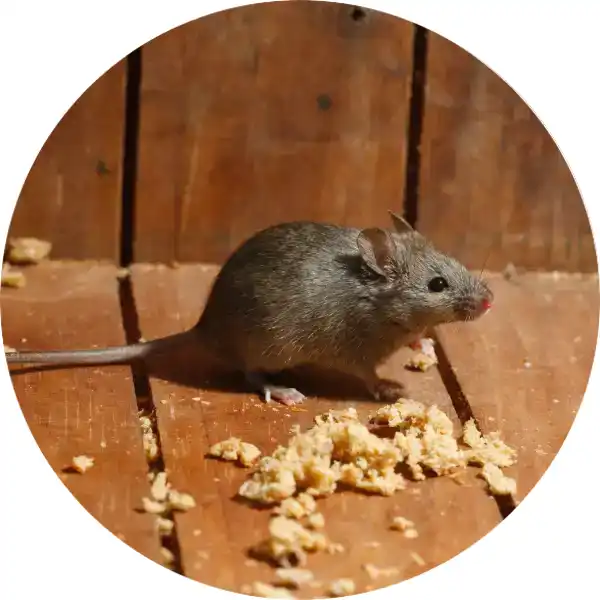 Side profile of a small house mouse eating scattered food crumbs on a wooden surface.