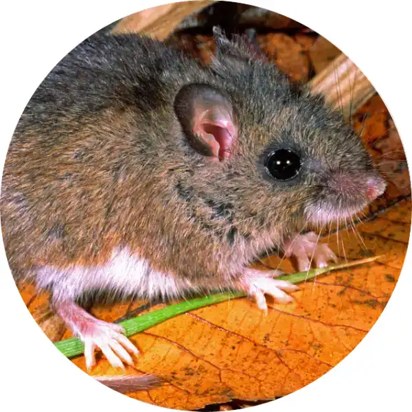 Extreme macro close-up of a wild mouse with large black eyes and a white underside perched on dry fallen leaves outdoors.