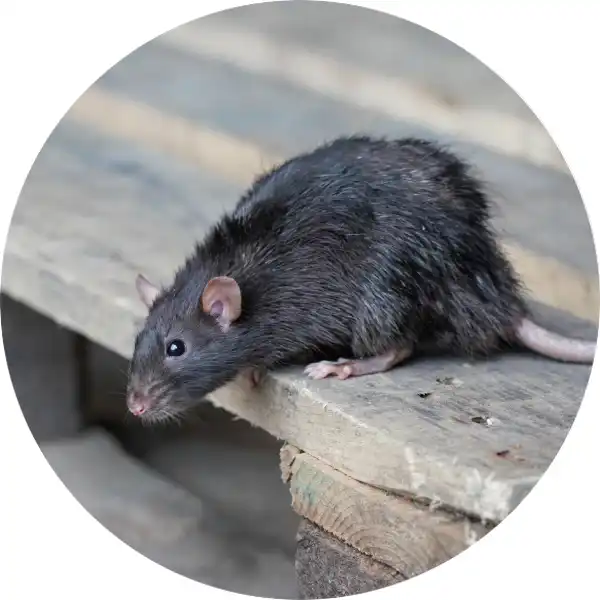 Profile shot of a dark gray roof rat with a long tail peering over the edge of a stacked wooden pallet.