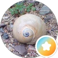 flag f. Avatar